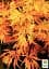 Саженец Agro-Market Клен японский плакучий пальмолистный Emerald Lace (Acer palmatum Emerald Lace) 1 шт. в упаковке (52773) - миниатюра 2