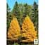 Саджанець Agro-Market Модрина Даурська (Larix Gmelinii) горщик P9 (48848) - мініатюра 3