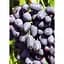 Саженец Agro-Market Виноград Памяти Негруля (средне-поздний срок созревания, морозостойкость до -25⁰С) 1 шт. в упаковке (20049) - миниатюра 1