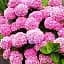 Гортензия Agro-Market Pink wonder крупнолистная розовая 1 саженец в упаковке (44820) - миниатюра 1