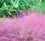 Саджанець Agro-Market Мюленбергія Muhlenbergia capillaris вазон С2 (156543) 1 шт. в упаковці - мініатюра 2