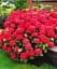 Гортензия Agro-Market Red beauty крупнолистная красная 1 саженец в упаковке (44821) - миниатюра 4