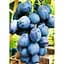 Саженец Agro-Market Виноград Голубок (винный сорт) 1 шт. в упаковке (44323) - миниатюра 1