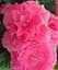 Клубень Agro-Market Бегония Махровая Non Stop Rose 1 шт. в упаковке (71622) - миниатюра 1