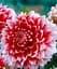 Клубень Agro-Market Георгина Red and White Fubuki 1 шт. в упаковке (48203) - миниатюра 1