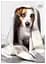 Зошит Interdruk I love pets лінійка A5 12 аркушів 8 шт. (298652-8) - мініатюра 4