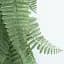 Штучна гілка Engard Persian fern 65 cм (AV-01) - мініатюра 6