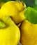 Саджанець Agro-Market Айва яблукоподібна Лісковак (Leskovac) (осінній сорт, середній термін дозрівання) 1 шт. в упаковці (101894) - мініатюра 1