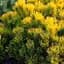 Сосна щеплена Agro-Market 2-х річна гірська Golden Glow С2 висота 20-25 см 187454 1 саджанець в упаковці - мініатюра 1