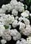 Саджанець Agro-Market Гортензія крупнолиста біла Bright White (44818) - мініатюра 5