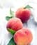 Саженец Agro-Market Персик Харнас (летний сорт, ранний срок созревания) 1 шт. в упаковке (25786) - миниатюра 1