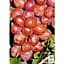 Саджанець Agro-Market Виноград Суперник (солодкий рожевий мускат) (183605) 1 шт. - мініатюра 2