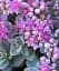 Саженец Agro-Market Очиток синий Rasenteppich (Sedum cyaneum) 1 шт. в упаковке (86200) - миниатюра 1