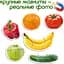Магнитный набор Magdum Magnetic set Fruits and vegetables (ML4031-25 EN) - миниатюра 4