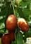 Саженец Agro-Market Зизифус Китайский 2а (средний срок созревания, высокоурожайный сорт) 1 шт. в упаковке (21390) - миниатюра 3