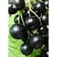 Саженец Agro-Market Смородина черная Вернисаж (средний срок созревания, высокоурожайный сорт) 1 шт. в упаковке (17532) - миниатюра 2