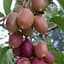 Саженец Agro-Market Актинидия Пурпурова (мини-киви, морозостойкий сорт, поздний срок созревания) 1 саженец (20747) - миниатюра 1