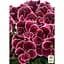 Саджанець Agro-Market Пеларгонія Королівська Novita Classic Plum (176670) 1 шт. в упаковці - мініатюра 2