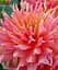 Клубень Agro-Market Георгина Omega 1 шт. в упаковке (72019) - миниатюра 1