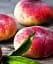 Саджанець Agro-Market Інжирний персик Сатурн (літній сорт, середній термін дозрівання) 1 шт. в упаковці (25783) - мініатюра 1