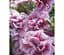 Саженец Agro-Market Петуния полуампельная Sweet Sunshine Pink Purple Vein (116358) 1 шт. - миниатюра 1