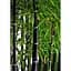 Саженец Agro-Market Бамбук Phyllostachys Nigra С3 высота 40-60 см 1 шт. в упаковке (183882) - миниатюра 1