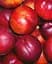 Саженец Agro-Market Нектарин Флейвор Топ (летний сорт, средний срок созревания) (39945) 1 шт. в упаковке - миниатюра 4