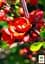 Саджанець Agro-Market Хеномелес (Айва японська) Red Joy (48330) - мініатюра 3