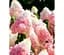Саженец Agro-Market Гортензия 3-х летняя метельчатая Strawberry Blossom (183342) 1 шт. в упаковке - миниатюра 1