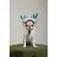 Аксесуар для собак Pet Fashion Deer M-L - мініатюра 6
