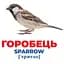 Набір розвиваючих карток Ranok Creative Геній з пелюшок Птахи України 17 шт. 10107193У  - мініатюра 2