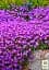 Саженец Agro-Market Обриета Purple Cascade (контейнер Р9) 1 шт. в упаковке (179195) - миниатюра 3