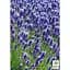 Саженец Agro-Market Лаванда английский узколистный Лоддон Блю (Loddon Blue) (44328) 1 шт. в упаковке - миниатюра 2