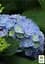 Саджанець Agro-Market Гортензія крупнолиста блакитна Блакитна ніжність (Blue tenderness) (44819) - мініатюра 2