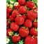 Саджанець Agro-Market LMTD Полуниця-суниця Senga Sengana (середній термін дозрівання) з Нідерландів 1 шт. в упаковці (185111) - мініатюра 1