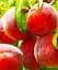 Саджанець Agro-Market Персик Лаурол (літній сорт, середньопізній термін дозрівання) 1 шт. в упаковці (61884) - мініатюра 1