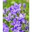 Цибулина Agro-Market Кампанула квітуча Isophylla Violet (178713) 1 шт. - мініатюра 3
