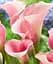 Саджанець Agro-Market Калла Crystal Blush 1 шт. в упаковці (23428) - мініатюра 1