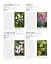 Grow Shade Garden. Essential Know-how and Expert Advice for Gardening Success - мініатюра 11