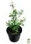 Саженец Agro-Market Спирея Вангутта 3-летняя (Spiraea vanhouttei) вазон С5 (115613) - миниатюра 2
