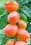 Саженец Agro-Market Абрикос Леди Кот (поздний срок созревания) 1 шт. в упаковке (178184) - миниатюра 2