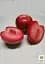 Саджанець Agro-Market Гібрид сливи-абрикоса Плуот (Dapple Dandy) 1 шт. в упаковці (47306) - мініатюра 3