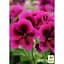 Саженец Agro-Market Королевская Пеларгония Candy Flowers Violet (контейнер №10 высота 10-20 см) (177143) 1 шт. - миниатюра 2