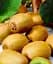 Саджанець Agro-Market Ківі самозапильний коричневий злегка волокнист з м'якоттю смарагдового кольору Мілфорд (Milford) (преміальний сорт) 1 шт. в упаковці (47868) - мініатюра 1