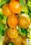 Саженец Agro-Market Крыжовник Медовый (средний срок созревания, имеет очень сладкие, крупные ягоды) 1 шт. в упаковке (101837) - миниатюра 2