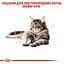 Сухой корм для взрослых кошек мейн-кун Royal Canin Maine Coon Adult, с птицей, 0,4 кг - миниатюра 3