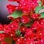 Саджанець Agro-Market Вейгела Eva Rathke (Weigela x hybrida) (177063) - мініатюра 1