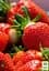 Саженец Agro-Market Клубника темно-вишневое Украшение сада (Decorating the garden) (премиальный высокоурожайный сорт) 5 шт. в упаковке (44709) - миниатюра 3