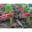 Пластиковые зажимы для прививки садовых растений, овощей и виноградной лозы 50 шт  - миниатюра 4