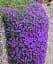 Саженец Agro-Market Обриета Purple Cascade (контейнер Р9) 1 шт. в упаковке (179195) - миниатюра 1